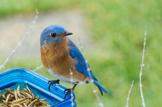 Backyard Birding: Tips to Attract and Watch Birds - Swooply Shop