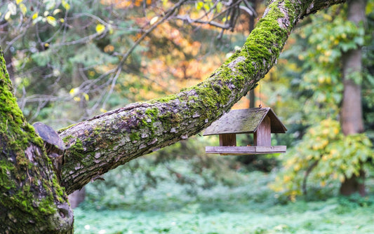 Bird Feeding and Birdhouses: A Simple Guide to Bringing Nature to Your Backyard - Swooply Shop