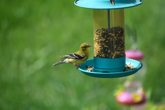 Tips for Birdwatchers feeder placements - Swooply Shop